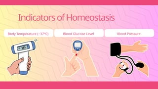 Body Temperature (~37°C) Blood Glucose Level Blood Pressure
IndicatorsofHomeostasis
 
