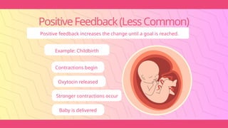 PositiveFeedback(LessCommon)
Positive feedback increases the change until a goal is reached.
Example: Childbirth
Contractions begin
Oxytocin released
Stronger contractions occur
Baby is delivered
 