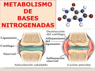 METABOLISMO
DE
BASES
NITROGENADAS
 