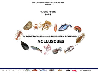 Classification et Nomenclature des espèces marines Aziz REGRAGUI
REGRAGUI AZIZ
INSTITUT SUPERIEUR DES PÊCHE MARITIMES
AGADIR
FILIERE PECHE
PI-PII
 