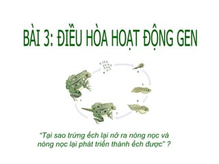 BÀI 3: ĐIỀU HÒA HOẠT ĐỘNG GEN “ Tại sao trứng ếch lại nở ra nòng nọc và nòng nọc lại phát triển thành ếch được” ? 