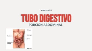 TUBO DIGESTIVO
TUBO DIGESTIVO
PORCIÓN ABDOMINAL
Anatomía I
 