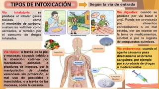 Según la vía de entrada
TIPOS DE INTOXICACIÓN
Vía tópica: A través de la piel
y mucosas: causada debido a
la absorción cutánea por
mordeduras animales o
picaduras de insectos, por la
manipulación de plantas
venenosas sin protección, el
mal uso de pesticidas e
insecticidas, o a través de las
mucosas, como la cocaína.
Vía inhalatoria: se
produce al inhalar gases
tóxicos, como
el monóxido de carbono,
sustancias volátiles como
aerosoles, o también por
el consumo de drogas
inhaladas.
Vía digestiva: cuando se
produce por vía bucal o
anal. Puede ser provocada
por alimentos
contaminados o en mal
estado, por un exceso en
la toma de medicamentos,
alcohol o por la ingesta
de compuestos químicos.
Vía endovenosa: cuando el
agente causante pasa
directamente al torrente
sanguíneo, por ejemplo
por sobredosis de drogas
o medicamentos.
 