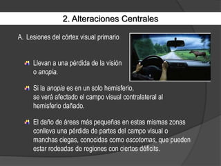 2. Alteraciones CentralesLesiones del córtex visual primarioLlevan a una pérdida de la visióno anopia.Si la anopia es en un solo hemisferio,se verá afectado el campo visual contralateral al hemisferio dañado.El daño de áreas más pequeñas en estas mismas zonas conlleva una pérdida de partes del campo visual o manchas ciegas, conocidas como escotomas, que pueden estar rodeadas de regiones con ciertos déficits.
