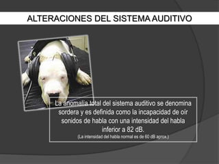 ALTERACIONES DEL SISTEMA AUDITIVOLa anomalía total del sistema auditivo se denomina sordera y es definida como la incapacidad de oír sonidos de habla con una intensidad del habla inferior a 82 dB.(La intensidad del habla normal es de 60 dB aprox.)