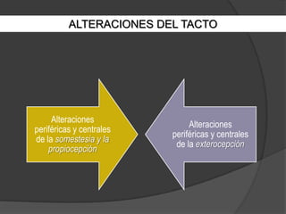ALTERACIONES DEL TACTO