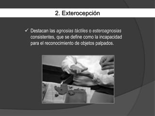 Destaca la polineuritis periférica que, debido a diversas patologías como la diabetes o el alcoholismo, provoca pérdidas de la sensibilidad .1. Somestesia y propiocepciónOtra alteración es el llamado miembro fantasma que es la percepción de un miembro amputado.