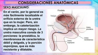CONSIDERACIONES ANATÓMICAS
SEXO MASCULINO:
En el varón, por lo general es
más fácilmente localizable el
orificio externo de la uretra
que en la mujer. Pero, sin
embargo, la cateterización
implica un mayor riesgo. La
uretra masculina consta de 3
porciones: la prostática, la
membranosa de característica
débil y delgada, y la porción
esponjosa, que es más
resistente y dilatable.
 