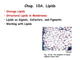 Chap. 10A. Lipids
• Storage Lipids
• Structural Lipids in Membranes
• Lipids as Signals, Cofactors, and Pigments
• Working with Lipids
Fig. 10-4a. Fat droplets in human
adipose tissue cells.
 