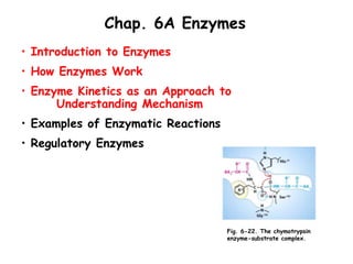 Chap. 6A Enzymes
• Introduction to Enzymes
• How Enzymes Work
• Enzyme Kinetics as an Approach to
Understanding Mechanism
• Examples of Enzymatic Reactions
• Regulatory Enzymes
Fig. 6-22. The chymotrypsin
enzyme-substrate complex.
 