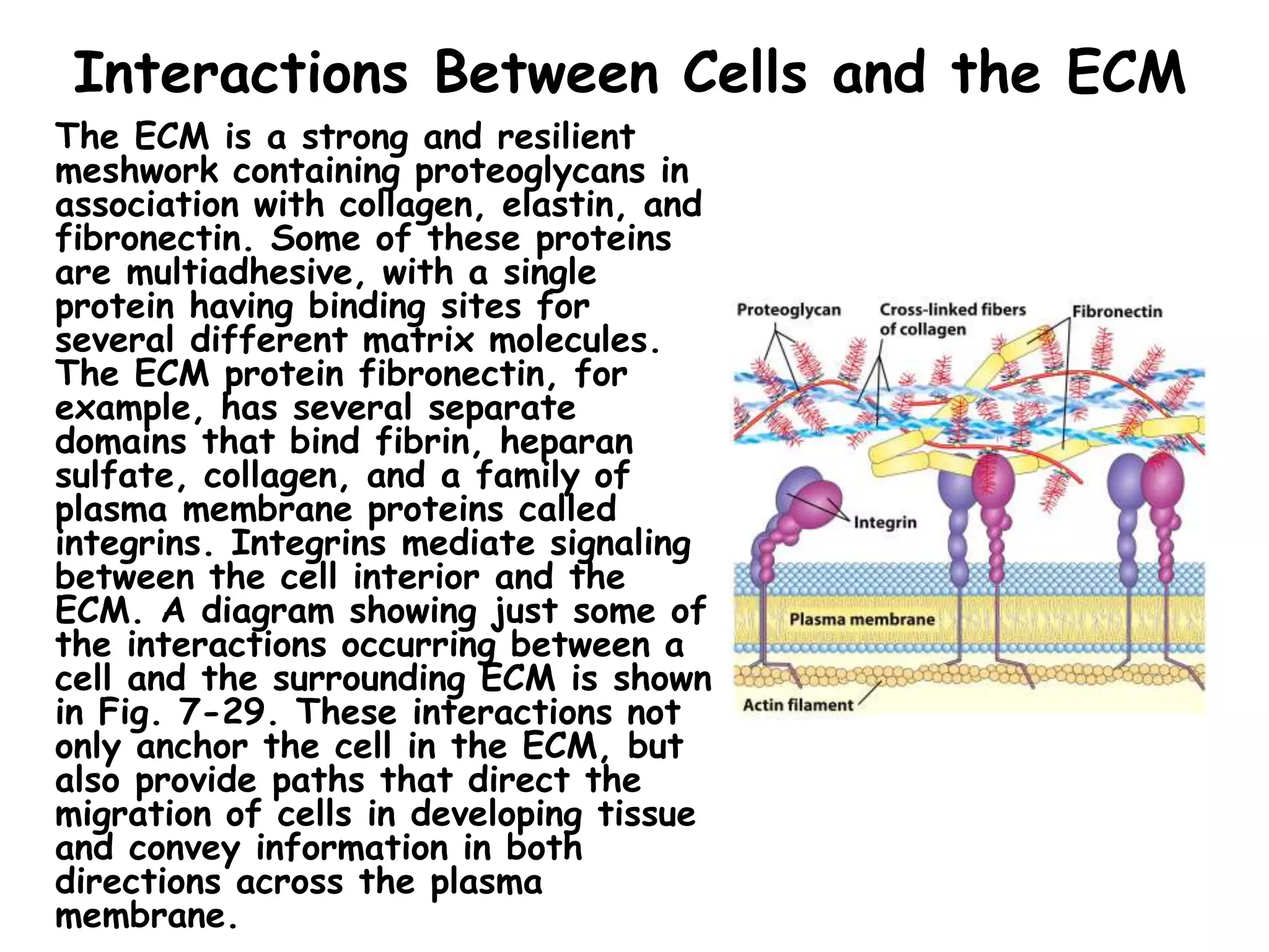 Interactions Between Cells and the ECM
The ECM is a strong and resilient
meshwork containing proteoglycans in
association with collagen, elastin, and
fibronectin. Some of these proteins
are multiadhesive, with a single
protein having binding sites for
several different matrix molecules.
The ECM protein fibronectin, for
example, has several separate
domains that bind fibrin, heparan
sulfate, collagen, and a family of
plasma membrane proteins called
integrins. Integrins mediate signaling
between the cell interior and the
ECM. A diagram showing just some of
the interactions occurring between a
cell and the surrounding ECM is shown
in Fig. 7-29. These interactions not
only anchor the cell in the ECM, but
also provide paths that direct the
migration of cells in developing tissue
and convey information in both
directions across the plasma
membrane.
 