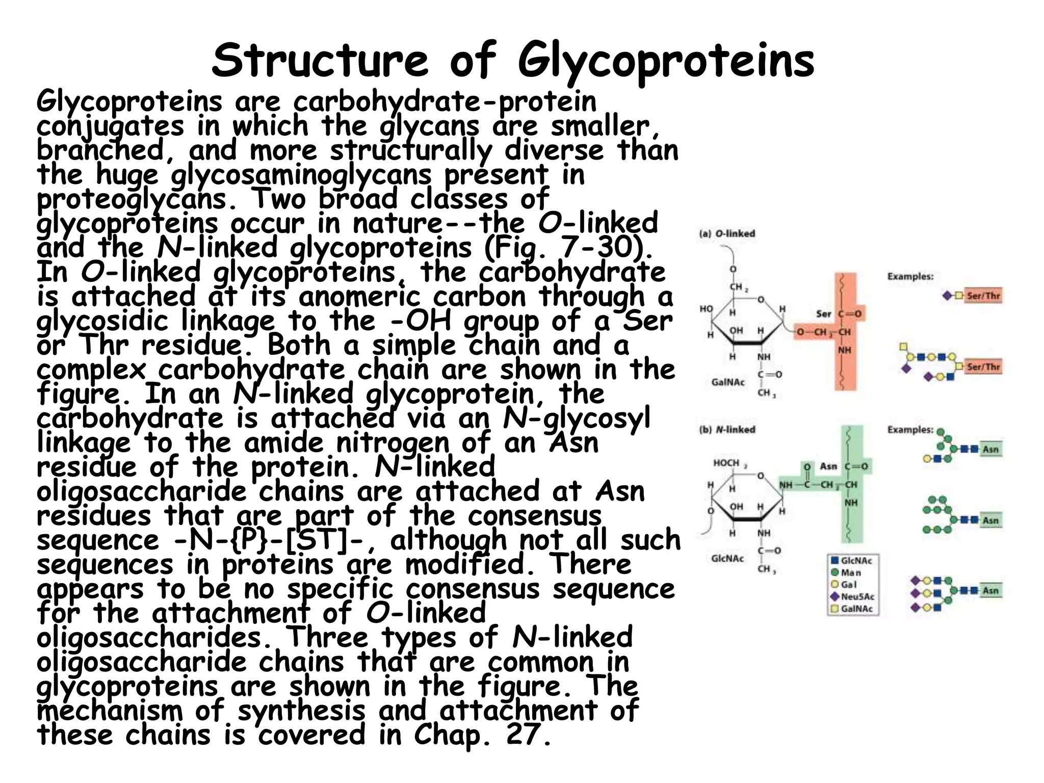 Structure of Glycoproteins
Glycoproteins are carbohydrate-protein
conjugates in which the glycans are smaller,
branched, and more structurally diverse than
the huge glycosaminoglycans present in
proteoglycans. Two broad classes of
glycoproteins occur in nature--the O-linked
and the N-linked glycoproteins (Fig. 7-30).
In O-linked glycoproteins, the carbohydrate
is attached at its anomeric carbon through a
glycosidic linkage to the -OH group of a Ser
or Thr residue. Both a simple chain and a
complex carbohydrate chain are shown in the
figure. In an N-linked glycoprotein, the
carbohydrate is attached via an N-glycosyl
linkage to the amide nitrogen of an Asn
residue of the protein. N-linked
oligosaccharide chains are attached at Asn
residues that are part of the consensus
sequence -N-{P}-[ST]-, although not all such
sequences in proteins are modified. There
appears to be no specific consensus sequence
for the attachment of O-linked
oligosaccharides. Three types of N-linked
oligosaccharide chains that are common in
glycoproteins are shown in the figure. The
mechanism of synthesis and attachment of
these chains is covered in Chap. 27.
 