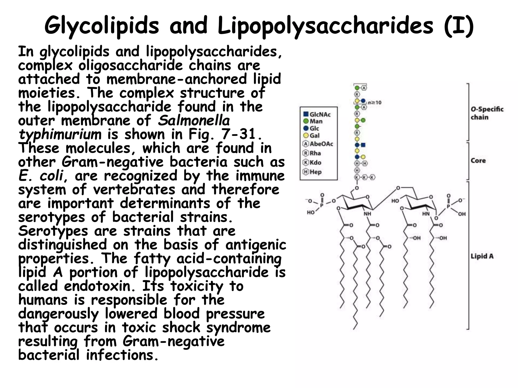Glycolipids and Lipopolysaccharides (I)
In glycolipids and lipopolysaccharides,
complex oligosaccharide chains are
attached to membrane-anchored lipid
moieties. The complex structure of
the lipopolysaccharide found in the
outer membrane of Salmonella
typhimurium is shown in Fig. 7-31.
These molecules, which are found in
other Gram-negative bacteria such as
E. coli, are recognized by the immune
system of vertebrates and therefore
are important determinants of the
serotypes of bacterial strains.
Serotypes are strains that are
distinguished on the basis of antigenic
properties. The fatty acid-containing
lipid A portion of lipopolysaccharide is
called endotoxin. Its toxicity to
humans is responsible for the
dangerously lowered blood pressure
that occurs in toxic shock syndrome
resulting from Gram-negative
bacterial infections.
 