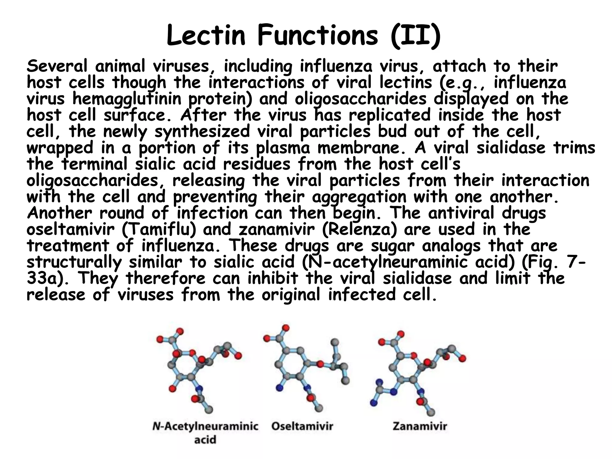 Lectin Functions (II)
Several animal viruses, including influenza virus, attach to their
host cells though the interactions of viral lectins (e.g., influenza
virus hemagglutinin protein) and oligosaccharides displayed on the
host cell surface. After the virus has replicated inside the host
cell, the newly synthesized viral particles bud out of the cell,
wrapped in a portion of its plasma membrane. A viral sialidase trims
the terminal sialic acid residues from the host cell’s
oligosaccharides, releasing the viral particles from their interaction
with the cell and preventing their aggregation with one another.
Another round of infection can then begin. The antiviral drugs
oseltamivir (Tamiflu) and zanamivir (Relenza) are used in the
treatment of influenza. These drugs are sugar analogs that are
structurally similar to sialic acid (N-acetylneuraminic acid) (Fig. 7-
33a). They therefore can inhibit the viral sialidase and limit the
release of viruses from the original infected cell.
 