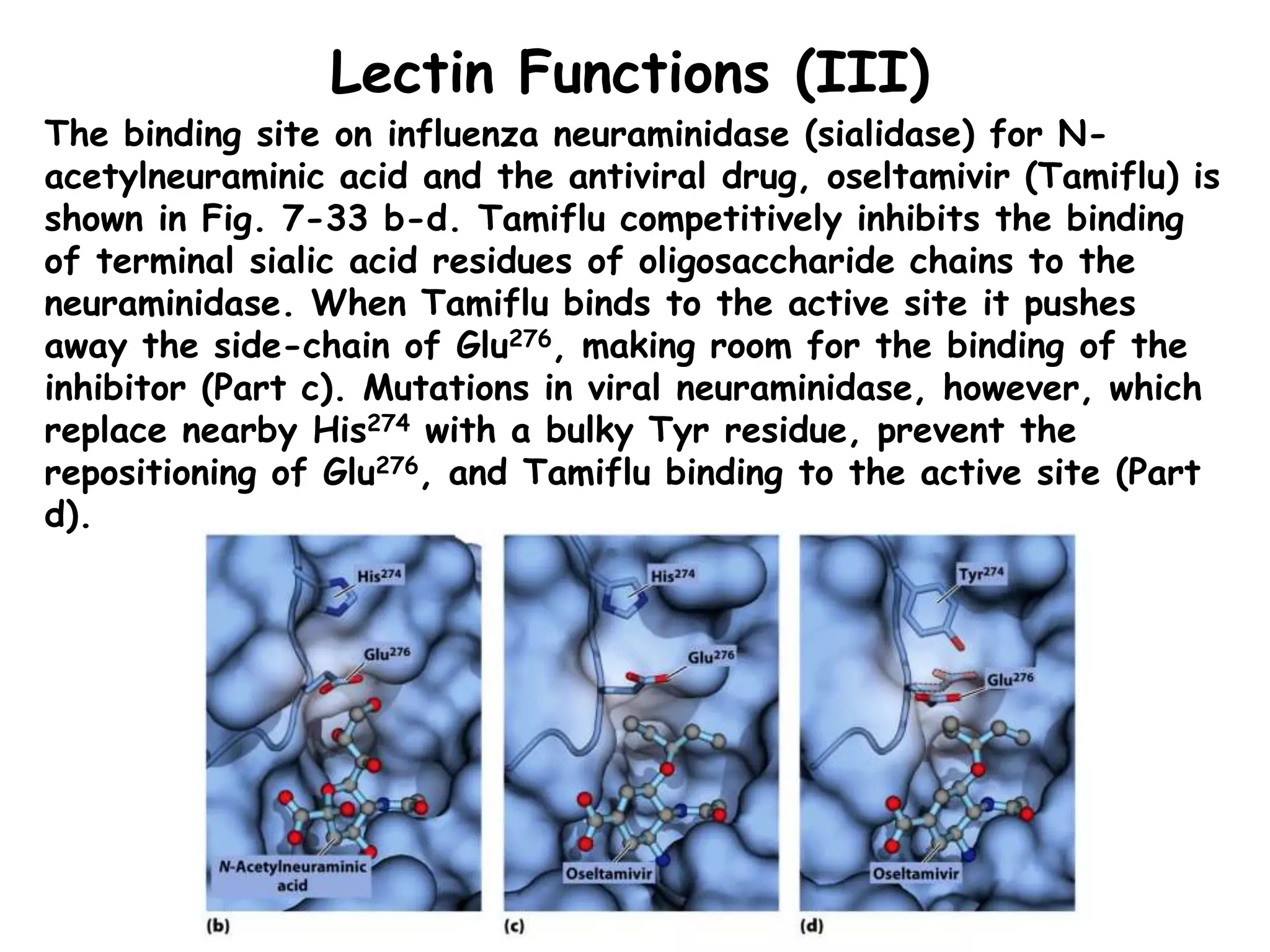 Lectin Functions (III)
The binding site on influenza neuraminidase (sialidase) for N-
acetylneuraminic acid and the antiviral drug, oseltamivir (Tamiflu) is
shown in Fig. 7-33 b-d. Tamiflu competitively inhibits the binding
of terminal sialic acid residues of oligosaccharide chains to the
neuraminidase. When Tamiflu binds to the active site it pushes
away the side-chain of Glu276, making room for the binding of the
inhibitor (Part c). Mutations in viral neuraminidase, however, which
replace nearby His274 with a bulky Tyr residue, prevent the
repositioning of Glu276, and Tamiflu binding to the active site (Part
d).
 