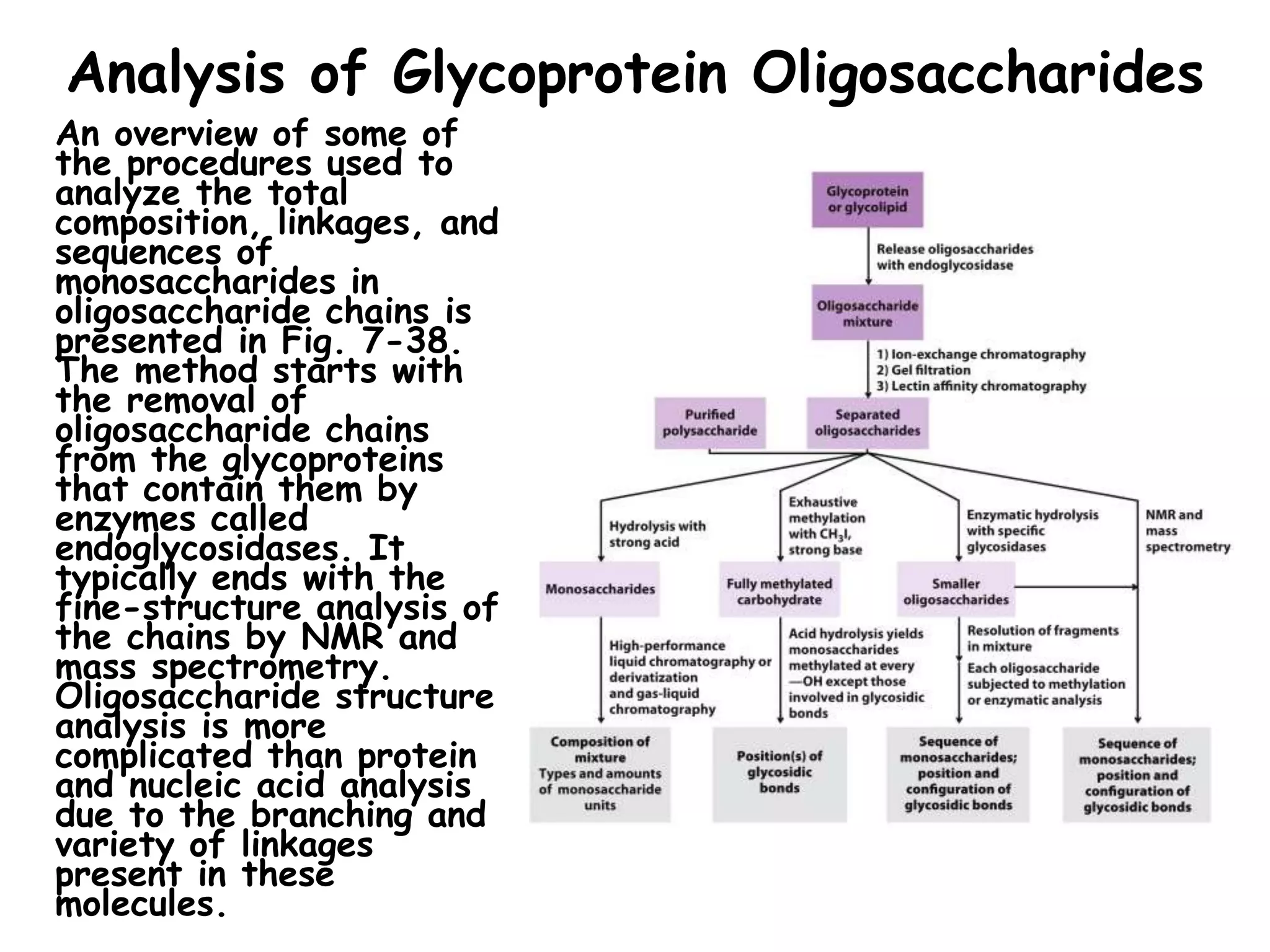 Analysis of Glycoprotein Oligosaccharides
An overview of some of
the procedures used to
analyze the total
composition, linkages, and
sequences of
monosaccharides in
oligosaccharide chains is
presented in Fig. 7-38.
The method starts with
the removal of
oligosaccharide chains
from the glycoproteins
that contain them by
enzymes called
endoglycosidases. It
typically ends with the
fine-structure analysis of
the chains by NMR and
mass spectrometry.
Oligosaccharide structure
analysis is more
complicated than protein
and nucleic acid analysis
due to the branching and
variety of linkages
present in these
molecules.
 