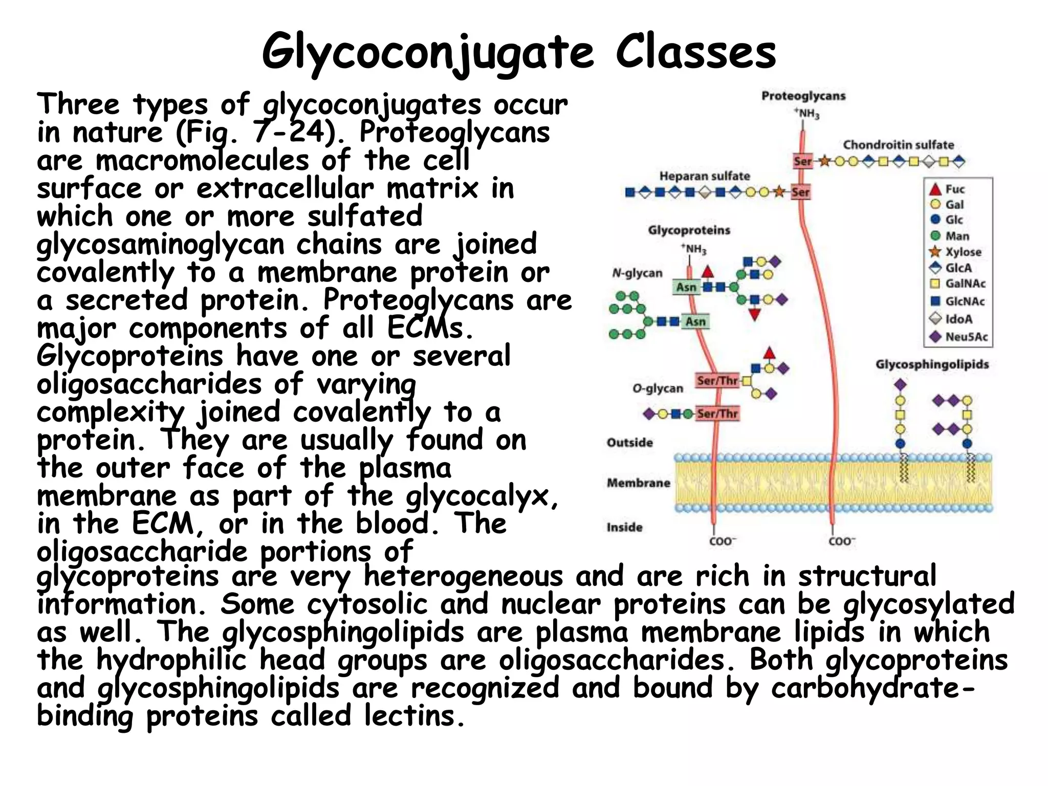 Glycoconjugate Classes
Three types of glycoconjugates occur
in nature (Fig. 7-24). Proteoglycans
are macromolecules of the cell
surface or extracellular matrix in
which one or more sulfated
glycosaminoglycan chains are joined
covalently to a membrane protein or
a secreted protein. Proteoglycans are
major components of all ECMs.
Glycoproteins have one or several
oligosaccharides of varying
complexity joined covalently to a
protein. They are usually found on
the outer face of the plasma
membrane as part of the glycocalyx,
in the ECM, or in the blood. The
oligosaccharide portions of
glycoproteins are very heterogeneous and are rich in structural
information. Some cytosolic and nuclear proteins can be glycosylated
as well. The glycosphingolipids are plasma membrane lipids in which
the hydrophilic head groups are oligosaccharides. Both glycoproteins
and glycosphingolipids are recognized and bound by carbohydrate-
binding proteins called lectins.
 