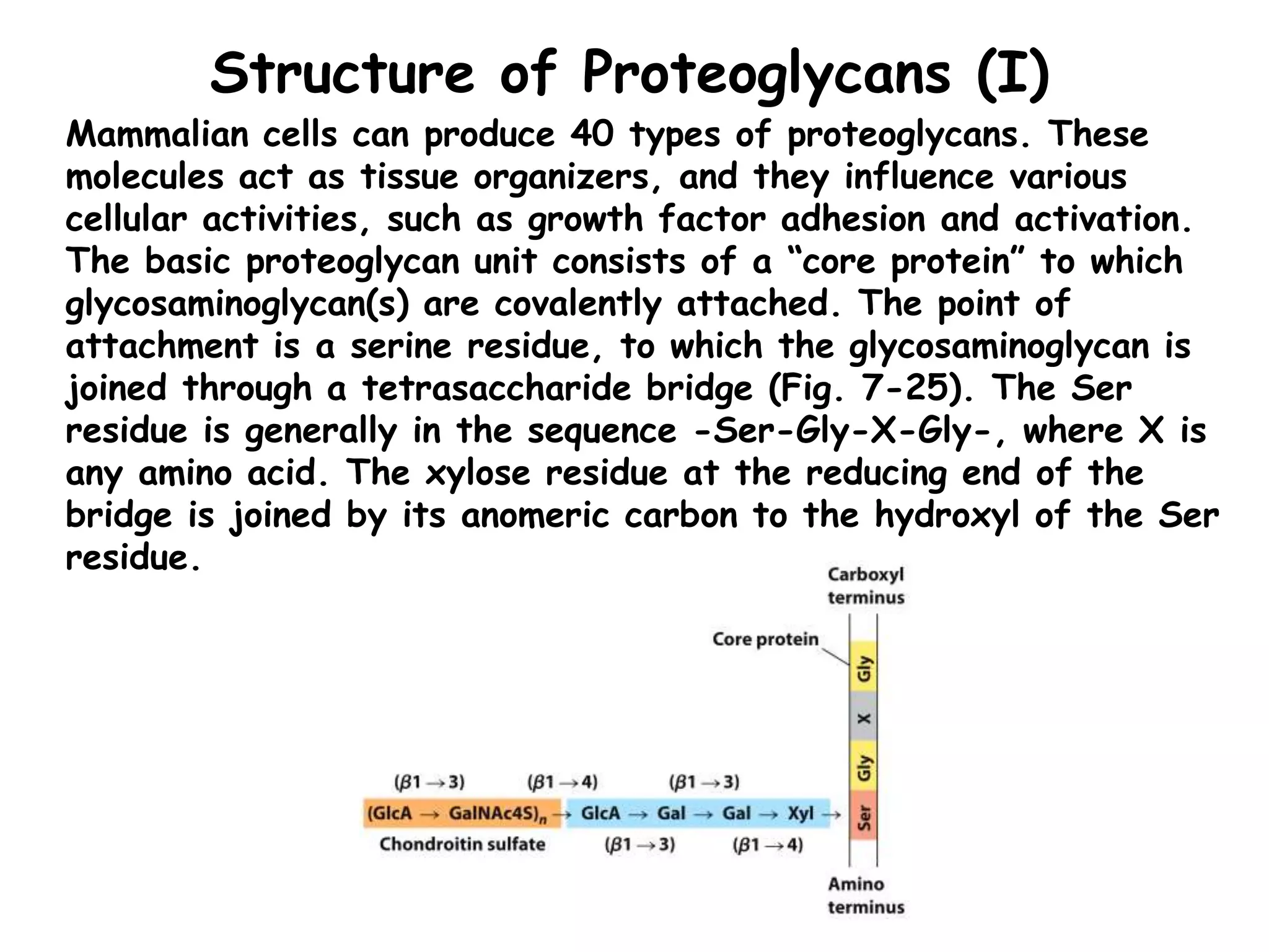 Structure of Proteoglycans (I)
Mammalian cells can produce 40 types of proteoglycans. These
molecules act as tissue organizers, and they influence various
cellular activities, such as growth factor adhesion and activation.
The basic proteoglycan unit consists of a “core protein” to which
glycosaminoglycan(s) are covalently attached. The point of
attachment is a serine residue, to which the glycosaminoglycan is
joined through a tetrasaccharide bridge (Fig. 7-25). The Ser
residue is generally in the sequence -Ser-Gly-X-Gly-, where X is
any amino acid. The xylose residue at the reducing end of the
bridge is joined by its anomeric carbon to the hydroxyl of the Ser
residue.
 