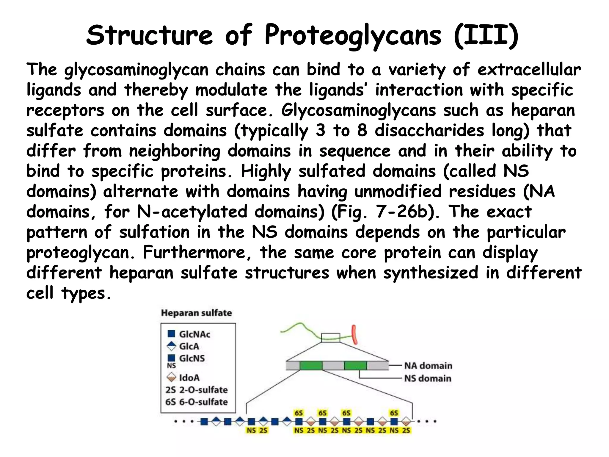 Structure of Proteoglycans (III)
The glycosaminoglycan chains can bind to a variety of extracellular
ligands and thereby modulate the ligands’ interaction with specific
receptors on the cell surface. Glycosaminoglycans such as heparan
sulfate contains domains (typically 3 to 8 disaccharides long) that
differ from neighboring domains in sequence and in their ability to
bind to specific proteins. Highly sulfated domains (called NS
domains) alternate with domains having unmodified residues (NA
domains, for N-acetylated domains) (Fig. 7-26b). The exact
pattern of sulfation in the NS domains depends on the particular
proteoglycan. Furthermore, the same core protein can display
different heparan sulfate structures when synthesized in different
cell types.
 