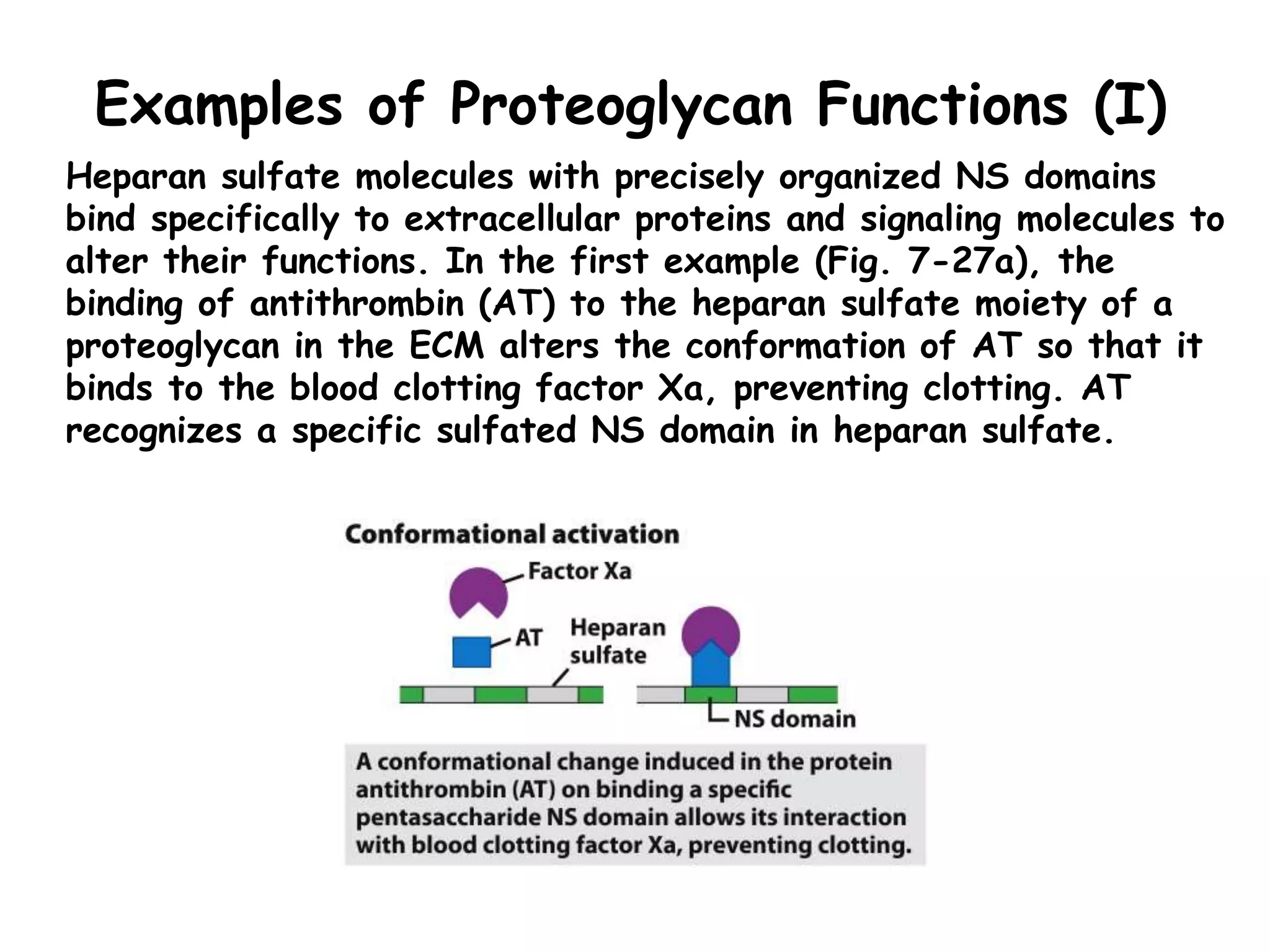 Examples of Proteoglycan Functions (I)
Heparan sulfate molecules with precisely organized NS domains
bind specifically to extracellular proteins and signaling molecules to
alter their functions. In the first example (Fig. 7-27a), the
binding of antithrombin (AT) to the heparan sulfate moiety of a
proteoglycan in the ECM alters the conformation of AT so that it
binds to the blood clotting factor Xa, preventing clotting. AT
recognizes a specific sulfated NS domain in heparan sulfate.
 