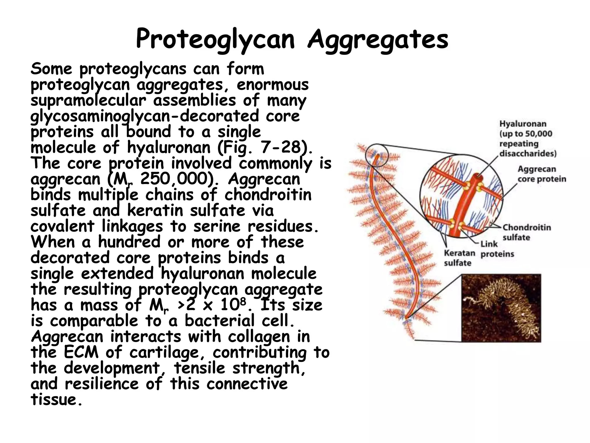 Proteoglycan Aggregates
Some proteoglycans can form
proteoglycan aggregates, enormous
supramolecular assemblies of many
glycosaminoglycan-decorated core
proteins all bound to a single
molecule of hyaluronan (Fig. 7-28).
The core protein involved commonly is
aggrecan (Mr 250,000). Aggrecan
binds multiple chains of chondroitin
sulfate and keratin sulfate via
covalent linkages to serine residues.
When a hundred or more of these
decorated core proteins binds a
single extended hyaluronan molecule
the resulting proteoglycan aggregate
has a mass of Mr >2 x 108. Its size
is comparable to a bacterial cell.
Aggrecan interacts with collagen in
the ECM of cartilage, contributing to
the development, tensile strength,
and resilience of this connective
tissue.
 