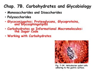 Chap. 7B. Carbohydrates and Glycobiology
• Monosaccharides and Disaccharides
• Polysaccharides
• Glycoconjugates: Proteoglycans, Glycoproteins,
and Glycosphingolipids
• Carbohydrates as Informational Macromolecules:
the Sugar Code
• Working with Carbohydrates
Fig. 7-34. Helicobacter pylori cells
adhering to the gastric surface.
 