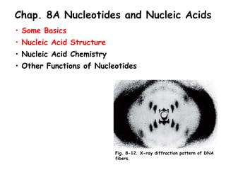Chap. 8A Nucleotides and Nucleic Acids
• Some Basics
• Nucleic Acid Structure
• Nucleic Acid Chemistry
• Other Functions of Nucleotides
Fig. 8-12. X-ray diffraction pattern of DNA
fibers.
 