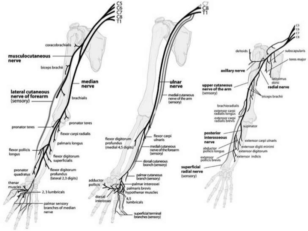 Peripheral nerve of the upper limb