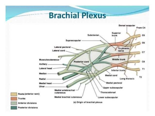 Peripheral nerve of the upper limb