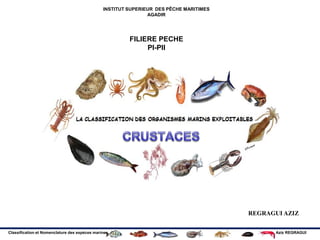 Classification et Nomenclature des espèces marines Aziz REGRAGUI
REGRAGUI AZIZ
INSTITUT SUPERIEUR DES PÊCHE MARITIMES
AGADIR
FILIERE PECHE
PI-PII
 
