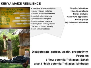 KENYA MAIZE RESILIENCE
A: ENGAGE ACTORS - together:
1: review relevant histories
2: analyse associated networks
3: snowball salient interests
4: prioritise most marginal
5: examine power relations
6: identify basic pathway visions
7: be alert for hidden plurality
8: seek critical feedback
Scoping interviews
Historic panel data
Trends analysis
Rapid rural appraisals
Focus groups
Key informant interviews
Disaggregate gender, wealth, productivity
Focus on
5 “low potential” villages (Sakai)
also 3 “high potential” villages (Mmbasu)
 
