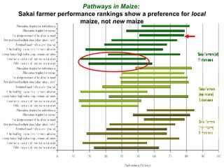 Pathways in Maize:
Sakai farmer performance rankings show a preference for local
maize, not new maize
 