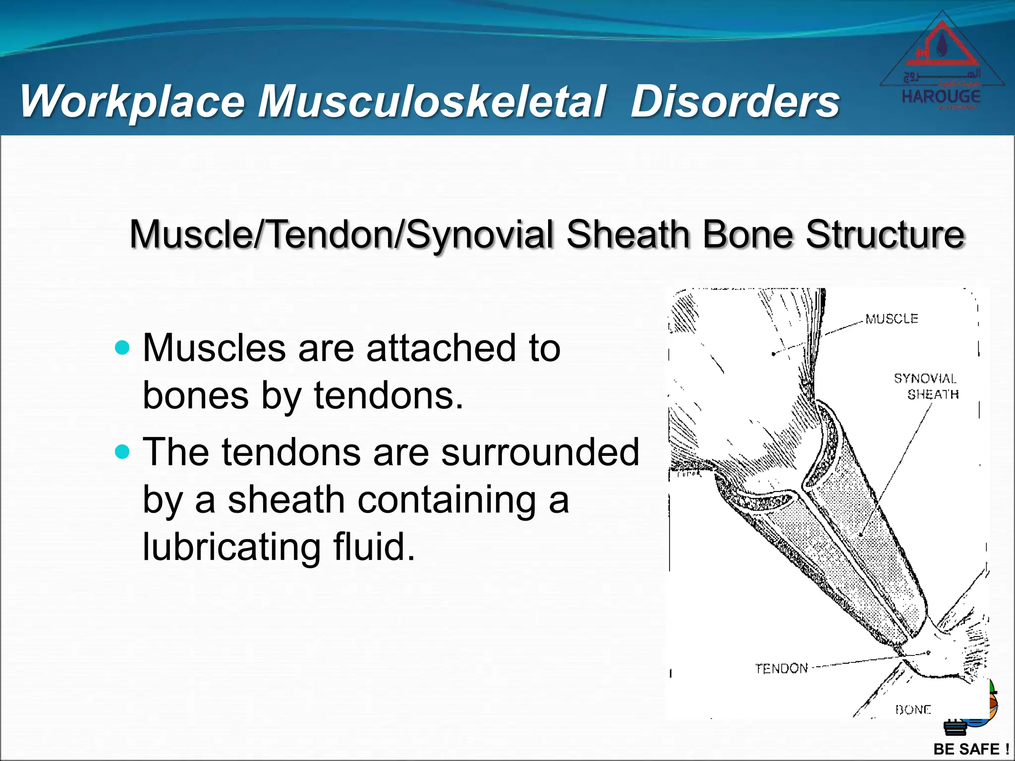 BE SAFE !
Workplace Musculoskeletal Disorders
 Muscles are attached to
bones by tendons.
 The tendons are surrounded
by a sheath containing a
lubricating fluid.
Muscle/Tendon/Synovial Sheath Bone Structure
 