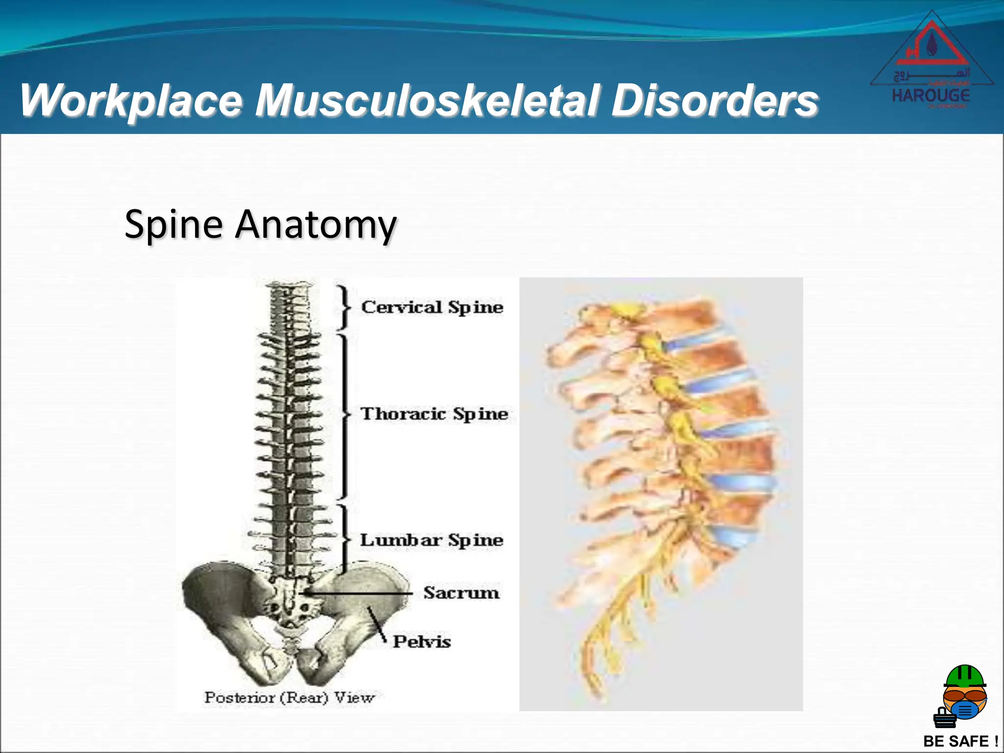 BE SAFE !
Workplace Musculoskeletal Disorders
Spine Anatomy
 
