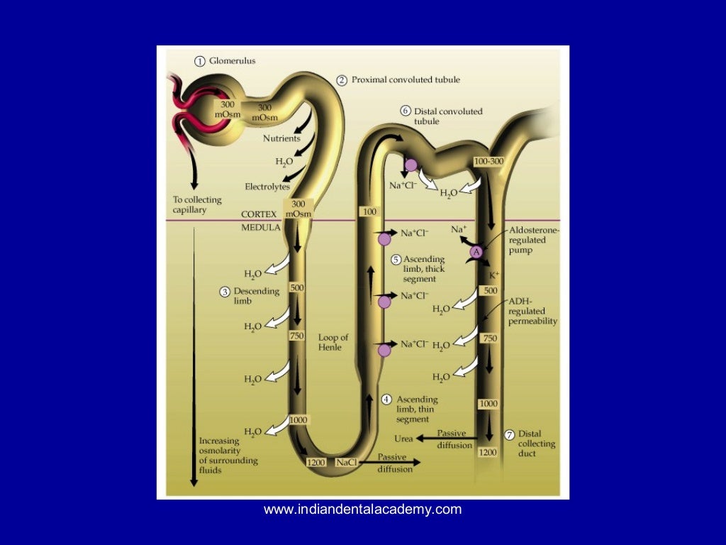 Drugs and the kidney