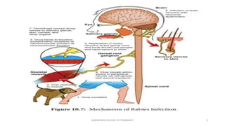 APA-RABIES VACCINES pharmceutical analysis m.pharm advanced ...