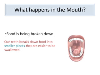 What happens in the Mouth?Food is being broken downOur teeth breaks down food into smaller pieces that are easier to be swallowed.