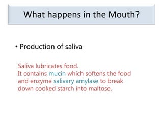 What happens in the Mouth? Production of salivaSaliva lubricates food.It contains mucin which softens the food and enzyme salivary amylase to break down cooked starch into maltose.