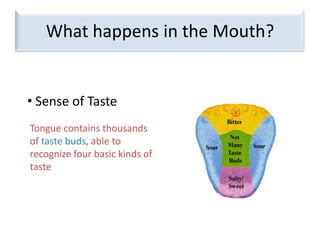 What happens in the Mouth? Sense of TasteTongue contains thousands of taste buds, able to recognize four basic kinds of taste