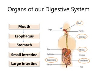 Organs of our Digestive System Mouth Esophagus Stomach Small intestine Large intestine 