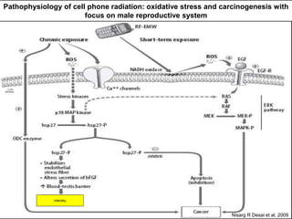 Pathophysiology of cell phone radiation: oxidative stress and carcinogenesis with
focus on male reproductive system
Infertility
Nisarg R Desai et al, 2009
 
