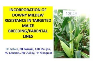 INCORPORATION OF
    DOWNY MILDEW
RESISTANCE IN TARGETED
        MAIZE
  BREEDING/PARENTAL
        LINES

 HF Galvez, CB Pascual, AKB Malijan,
AO Canama,, RB Quilloy, PH Manguiat
 