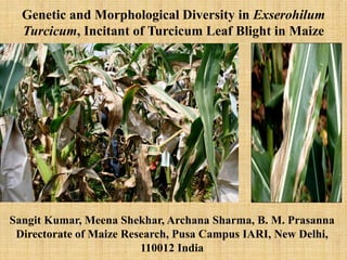 Genetic and Morphological Diversity in Exserohilum
  Turcicum, Incitant of Turcicum Leaf Blight in Maize




Sangit Kumar, Meena Shekhar, Archana Sharma, B. M. Prasanna
 Directorate of Maize Research, Pusa Campus IARI, New Delhi,
                         110012 India
 