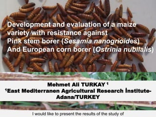 Development and evaluation of a maize
variety with resistance against
Pink stem borer (Sesamia nanogrioides)
And European corn borer (Ostrinia nubilalis)



              Mehmet Ali TURKAY 1
1East Mediterranen Agricultural Research İnstitute-

                 Adana/TURKEY


         I would like to present the results of the study of
 