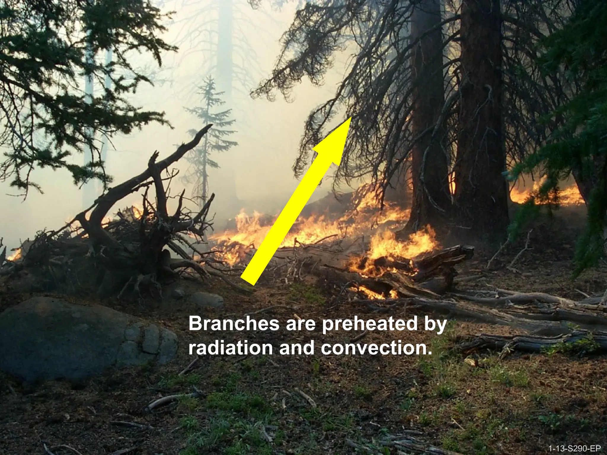 1-13-S290-EPUnit 1 The Fire Environment
Branches are preheated by
radiation and convection.
1-13-S290-EP
 
