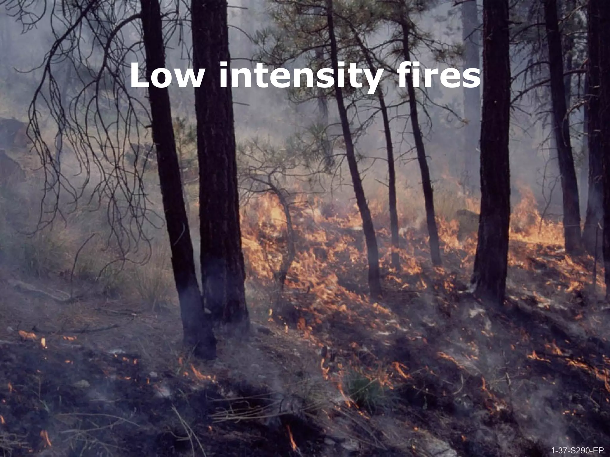 1-37-S290-EPUnit 1 The Fire Environment
Low intensity fires
1-37-S290-EP
 