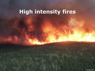 1-38-S290-EPUnit 1 The Fire Environment
High intensity fires
1-38-S290-EP
 