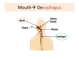 Mouth Oesophagus 