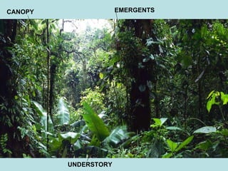 UNDERSTORY CANOPY EMERGENTS 