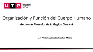 Organización y Función del Cuerpo Humano
Anatomía Muscular de la Región Cervical
Dr. Héctor Hellmuth Berastain Merino
 